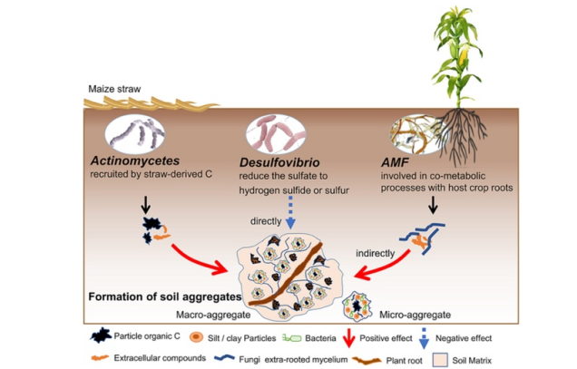 IARRP team reveals microbial regulation of aggregate stability and organic carbon sequestration under long-term conservation tillage