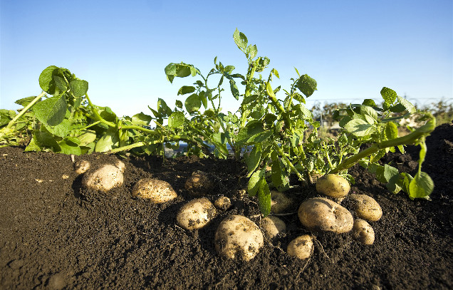 IARRP team finds relationship between potato nutrient levels and environmental pollution