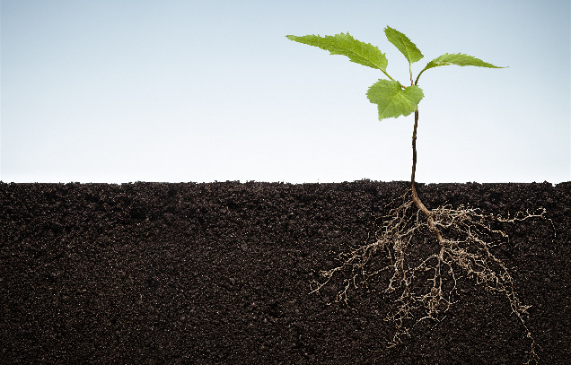 IARRP team reveals the impact of lime application on soil potassium and its key regulatory processes