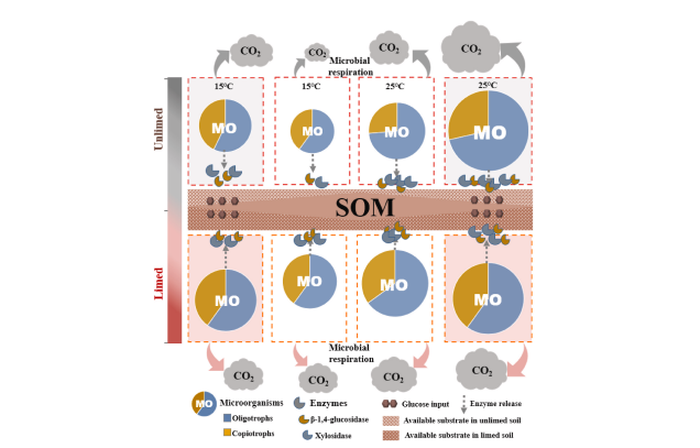 IARRP team analyzes the response mechanism of lime application in regulating acid red soil organic carbon mineralization to warming and carbon input