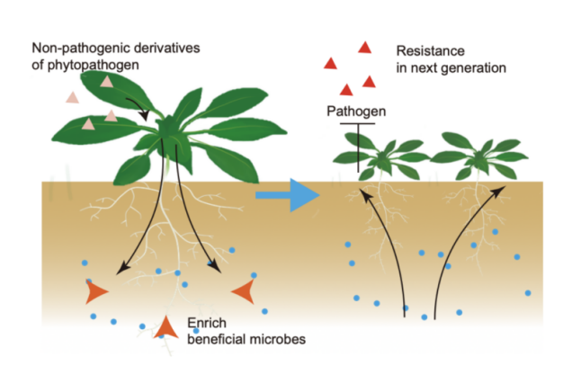 IARRP team reveals mechanism of plant 'Cry for Help' recruitment of beneficial rhizosphere microbes