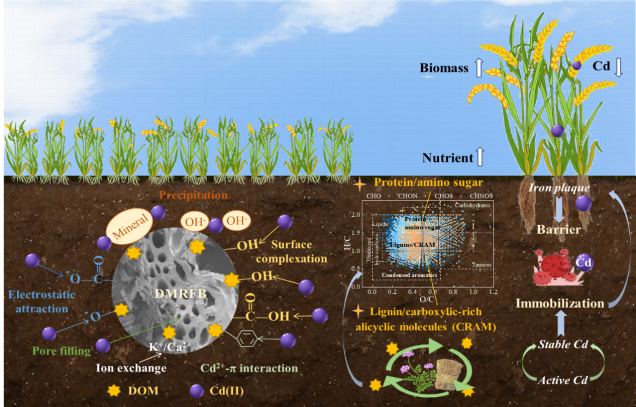 IARRP team reveals the mechanism of strengthened cadmium adsorption by iron-modified biochar through the co-utilization of Chinese milk vetch and rice straw