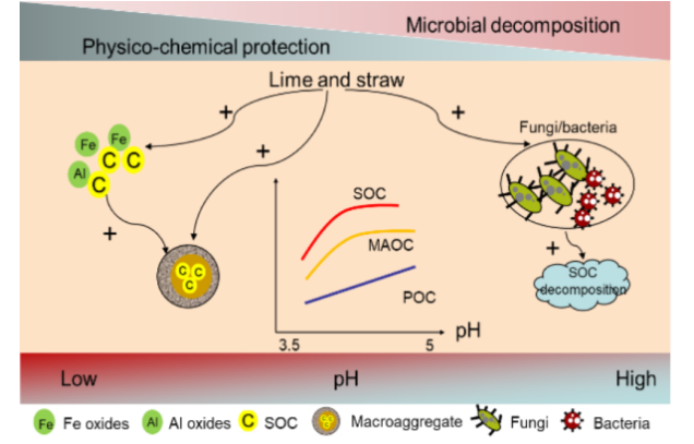 Study reveals mechanism of pH regulation on organic carbon in acidic red soil under long-term lime and straw amendment at Qiyang Station