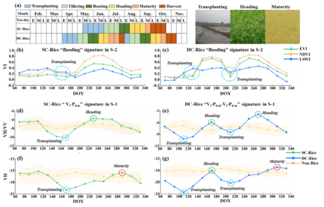 IARRP team proposes new method for mapping single and double cropping rice using optical and microwave data integration