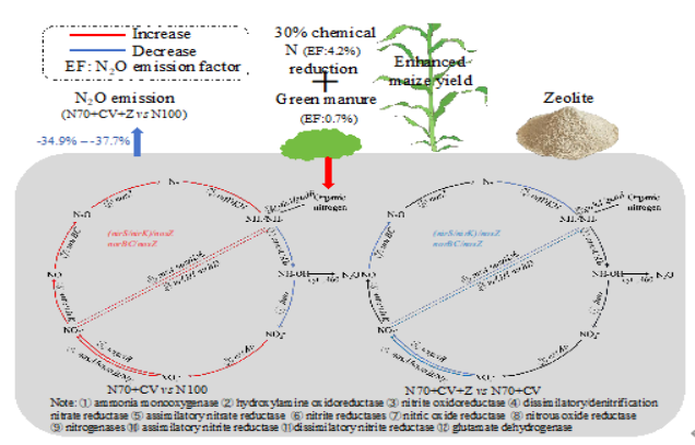 IARRP Team reveals green manure combined with zeolite reduces nitrous oxide emissions by regulating microbial nitrogen transformations