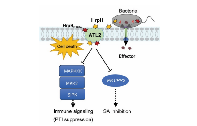 IARRP team reveals new mechanism of bacterial type III secretion system