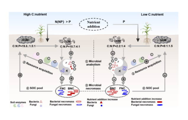 IARRP team reveals mechanism of nitrogen-phosphorus addition regulating soil microbial necromass carbon formation