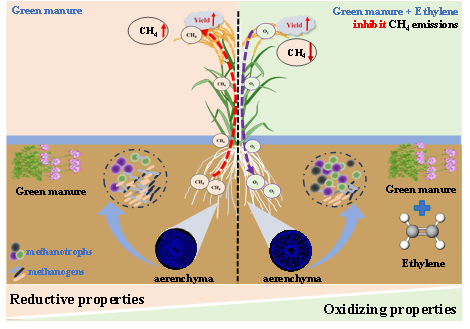 IARRP team reveals mechanism of ethylene promoting methane emission reduction in green manure rice fields