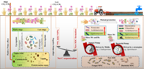 IARRP team quantifies soil carbon sequestration effects of green manure rice fields at regional scale