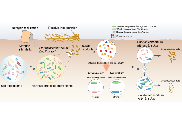 IARRP team unveils role of nitrogen-induced copiotrophic non-decomposer bacteria in crop residue decomposition