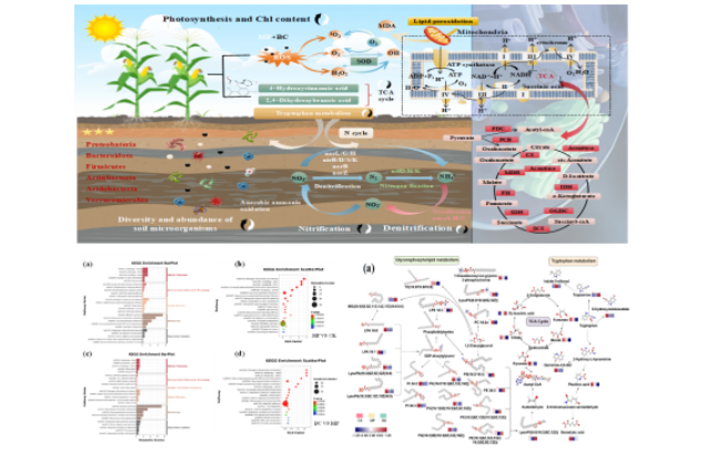Chinese researchers reveal the resistance mechanism of biochar-mediated plant tolerance to microplastics stress