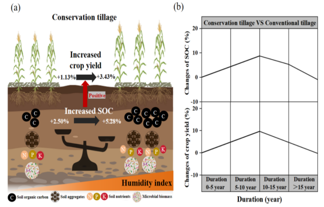 Pathways for conservation tillage to enhance soil organic carbon and crop yield in black soil region of Northeast China