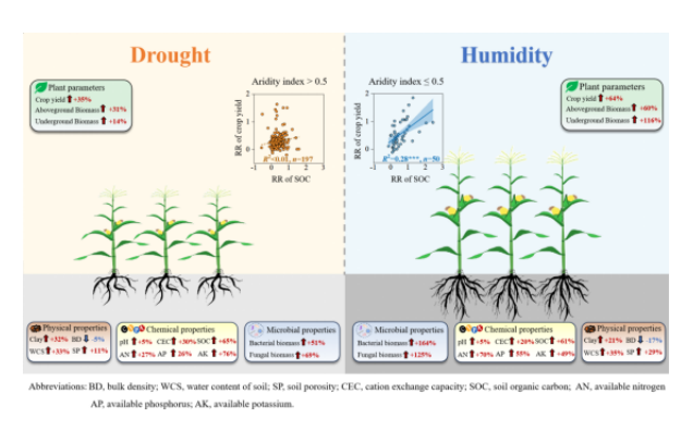 IARRP team assesses carbon sequestration and yield benefits of soil amendments in sandy soils