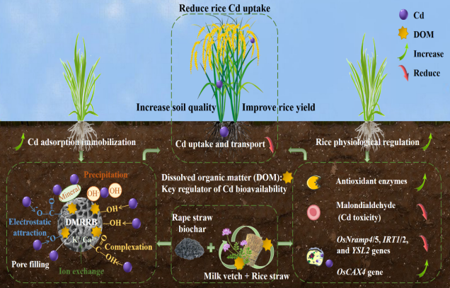 CAAS team identifies synergistic benefits of green manure, rice straw and biochar for reducing cadmium and improving soil quality and rice yield in paddy fields