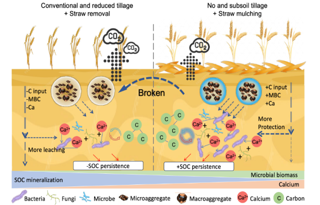 Researchers&nbsp;identifieys&nbsp;soil mineral–microbial interactions drive macroaggregate organic carbon stabilization under conservation tillagecarbon storage in&nbsp;&nbsp;saline&nbsp;farmland