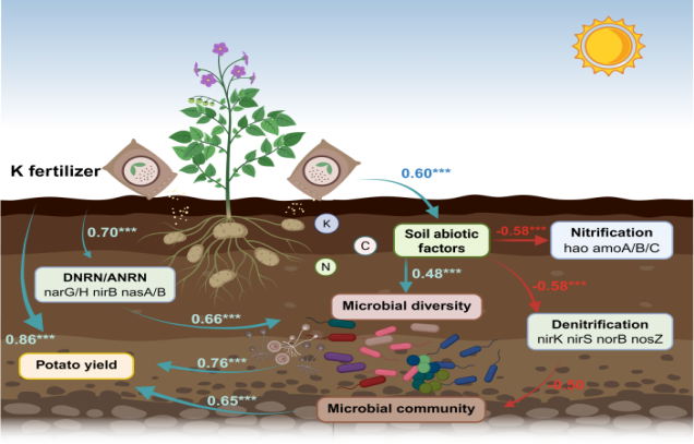 Potassium–green manure synergy reshapes microbial nitrogen cycling to enhance potato yield