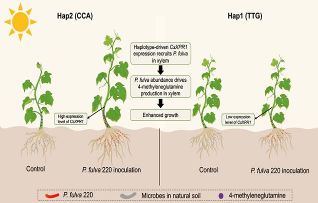 Researchers reveal genotype-dependent mechanism by which cucumbers recruit beneficial xylem microbes