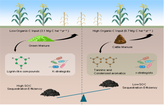 Study reveals&nbsp;that green manuring effectively boosts carbon sequestration&nbsp;in dryland soils