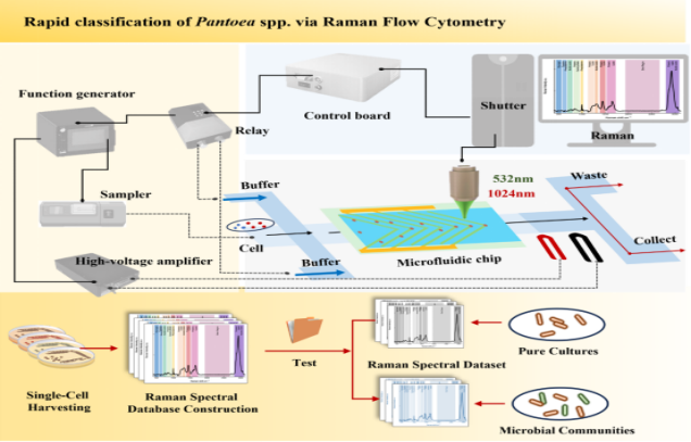 IARRP team develops FlowRACS for rapid and precise bacterial identification&nbsp;