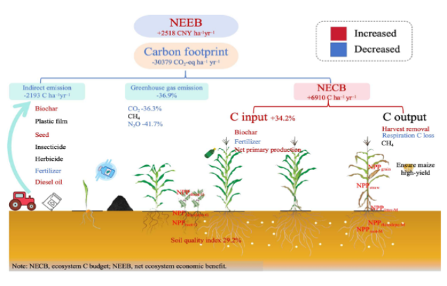 IARRP researchers uncover&nbsp;green manure–biochar synergy improves soil quality and reduces carbon footprint in maize fields