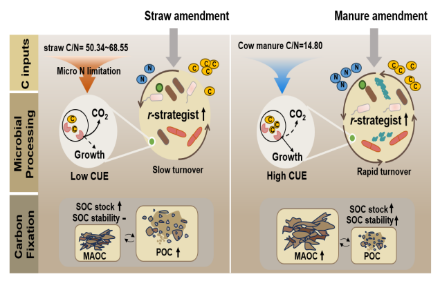 IARRP team reveals how organic amendments influence microbial carbon use efficiency
