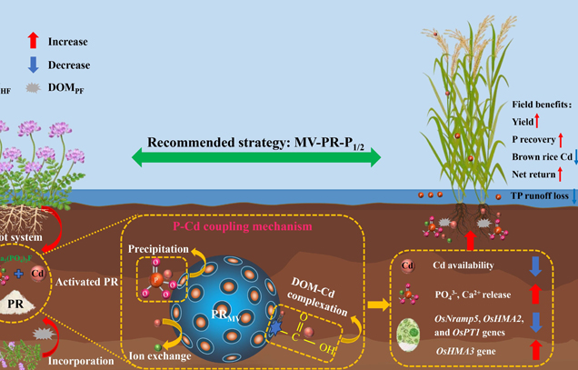 IARRP team unveils how Chinese milk vetch activates low-grade phosphate rock to enhance phosphorus supply and mitigate cadmium risk in rice paddies
