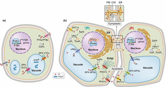 Scientists summarize new advances in intracellular/intercellular phosphorus transport and signaling in unicellular green algae and multicellular land plants