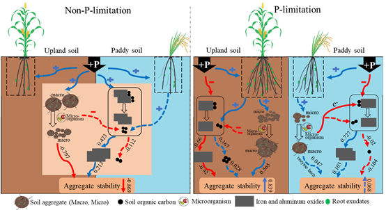 Scientists uncover organic carbon distribution and soil aggregate stability in response to long-term phosphorus addition in different land-use types