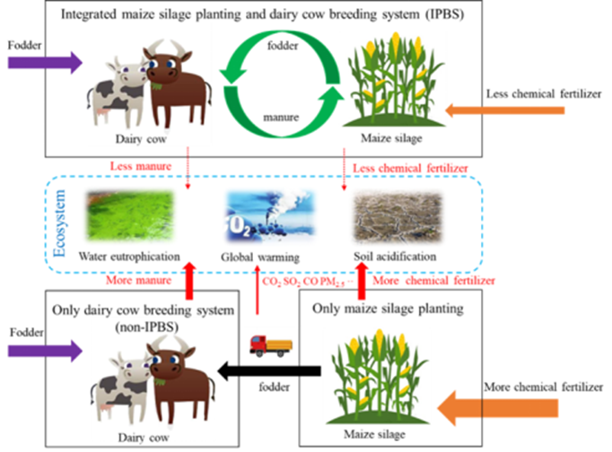 Scientists reveal environmental mitigation potential via integrated maize silage planting and dairy cow breeding system